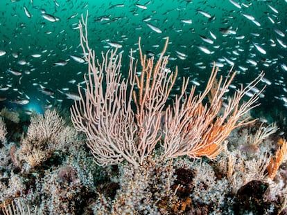 Corales pertenecientes a la Reserva de la Biosfera Seaflower en el Caribe Occidental, Colombia.