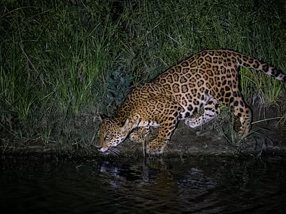 Un jaguar avistado de noche.