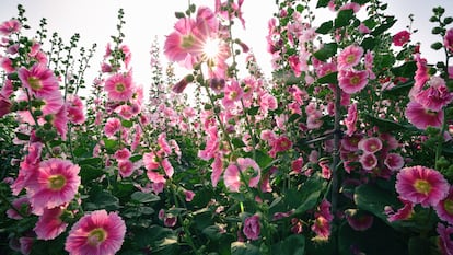 Un grupo de malvarrosas siempre causa admiración. 