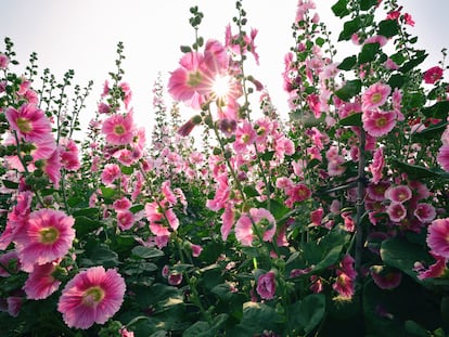 Un grupo de malvarrosas siempre causa admiración. 