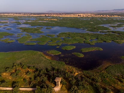 Vista aérea por la zona de la Torre de Prado Ancho en el Parque Nacional de las Tablas de Daimiel, en Ciudad Real.