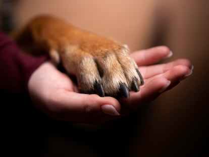 La conciencia no es algo exclusivo de los seres humanos.