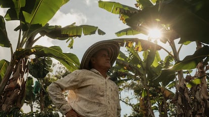 José Luis Bermúdez, de 62 años, en sus cultivos de de café y plátano en Jericó, el 4 de junio.
