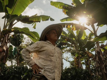 José Luis Bermúdez, de 62 años, en sus cultivos de de café y plátano en Jericó, el 4 de junio.
