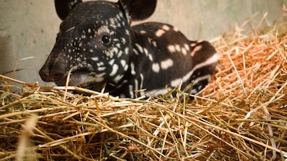 Cría de tapir malayo nacida en Bioparc Fuengirola (Málaga).