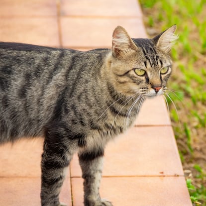 Artículo de EL PAÍS Escaparate que describe las ventajas de uso de un repelente de gatos ultrasónico para casa.