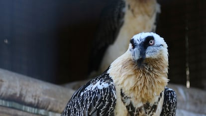 Un ejemplar de quebrantahuesos del centro de cría Guadalentín de Cazorla. / CONSEJERÍA ANDALUZA DE SOSTENIBILIDAD Y MEDIO AMBIENTE