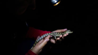 Un investigador del Instituto Jacaré sostiene un caimán joven capturado para su monitoreo y estudio, en Río de Janeiro.