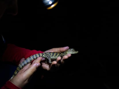 Un investigador sostiene un caimán.